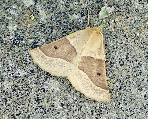 scalloped oak